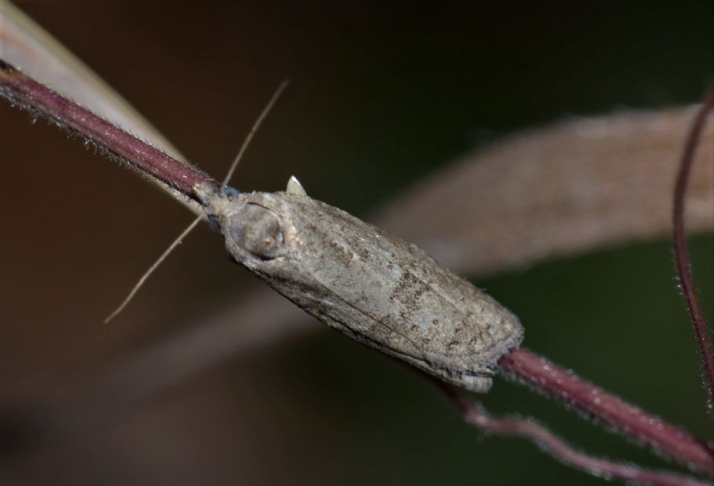 Tortricidae? S, Cnephasia sp.